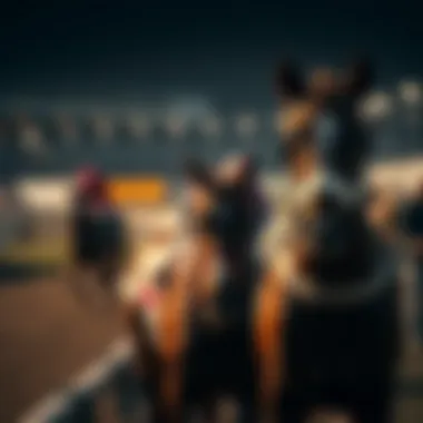 Statistical trends in Japanese horse racing betting